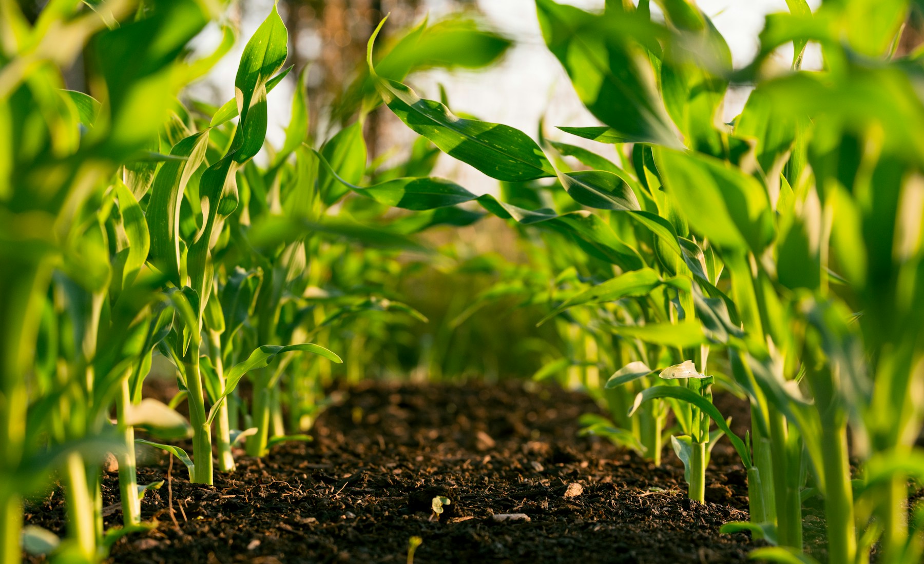 Surcos en un campo cultivado